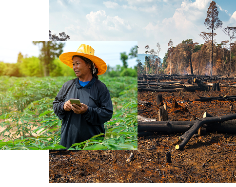 Split image showing a farmer using a smartphone in a green field beside a burned, deforested landscape with fallen trees.