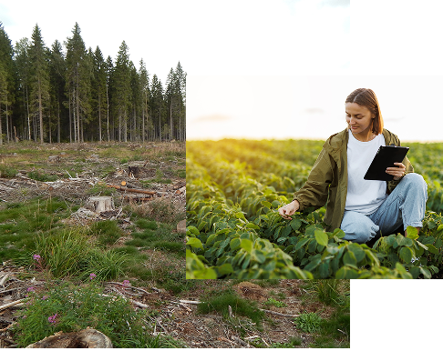 Composite image showing a young woman using a tablet while examining crops in a green field beside a cleared forest area with tree stumps.
